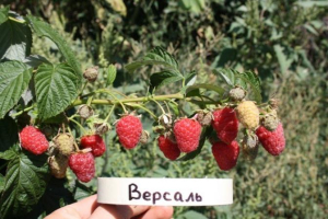 Малина Версаль