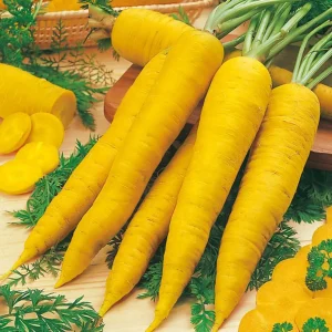 Морковь Узбекская желтая