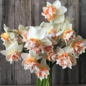 Нарциссы Экстраваганза