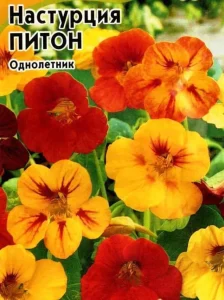 Настурция Питон