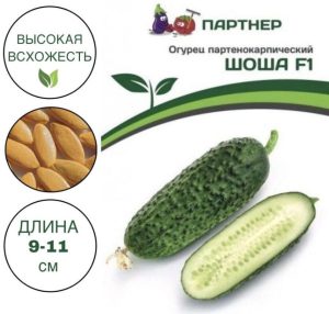 Огурец Шоша