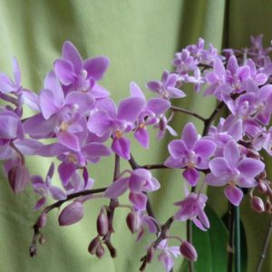 Орхидея Эквестрис Граз