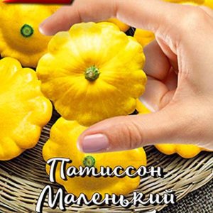 Патиссон Маленький принц
