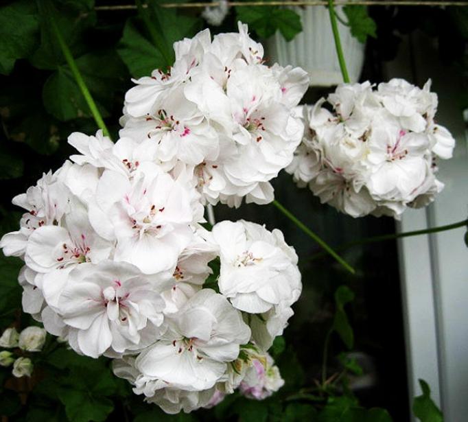 Пеларгония PAC White Pearl