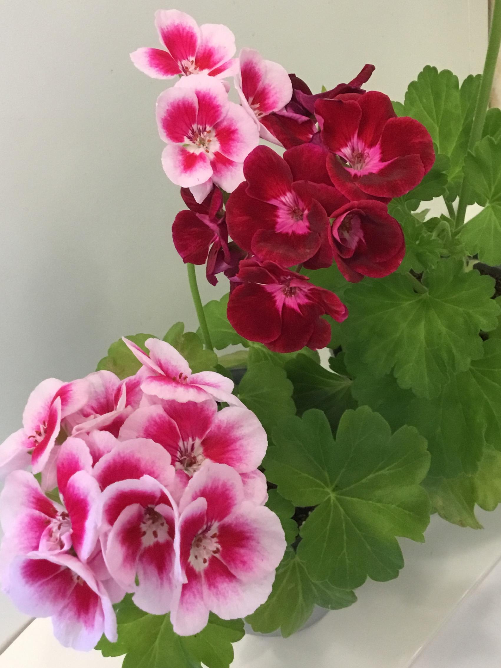 Пеларгония PАС Flower Fairy Velvet