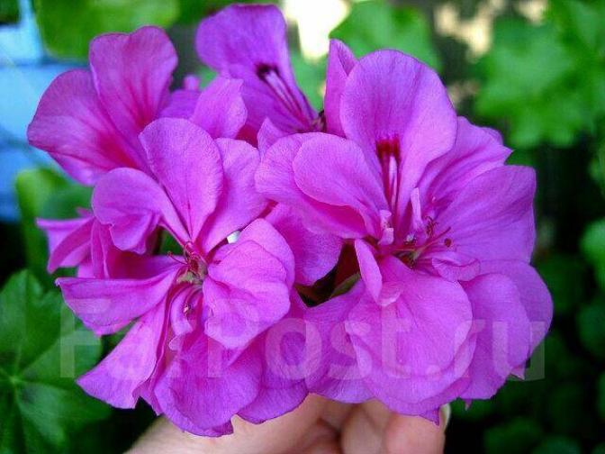 Пеларгония Purple Prince