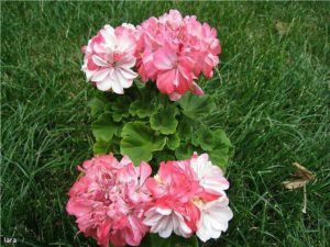 Пеларгония Rose of Amsterdam