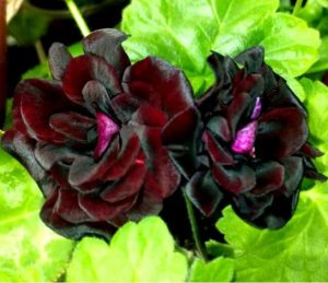 Пеларгония Royal Black Rose
