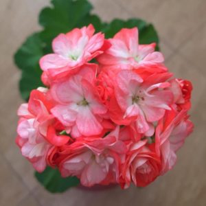 Пеларгония Song Gyeoul
