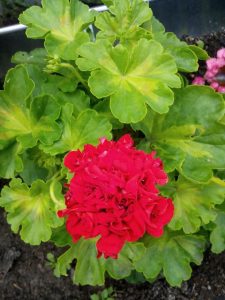 Пеларгония Summer Rose Tina