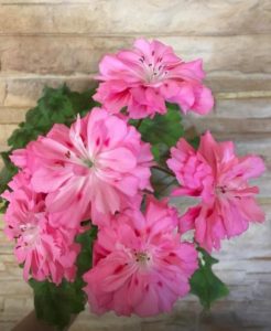 Пеларгония Unicorn Zonartic Rose