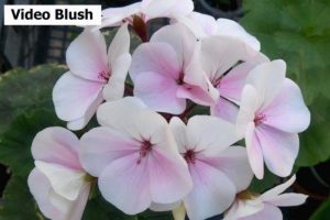 Пеларгония Video Blush