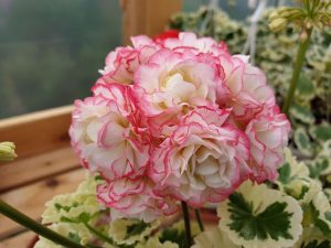 Пеларгония Westdale Appleblossom