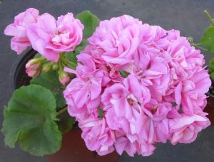 Пеларгония With Romance