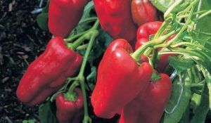 Перец Чардаш