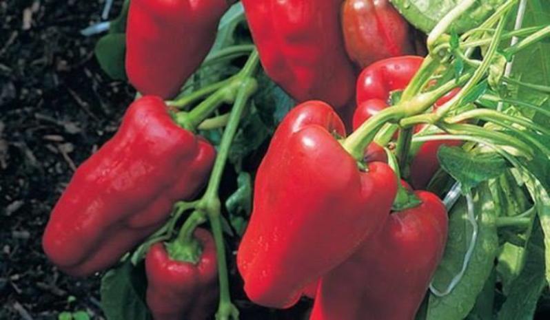 Перец Чардаш