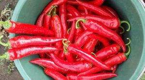 Перец Шакира
