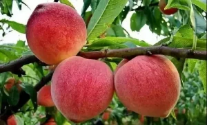 Персик Флеминг Фьюри
