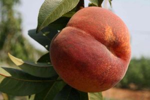 Персик Харнас