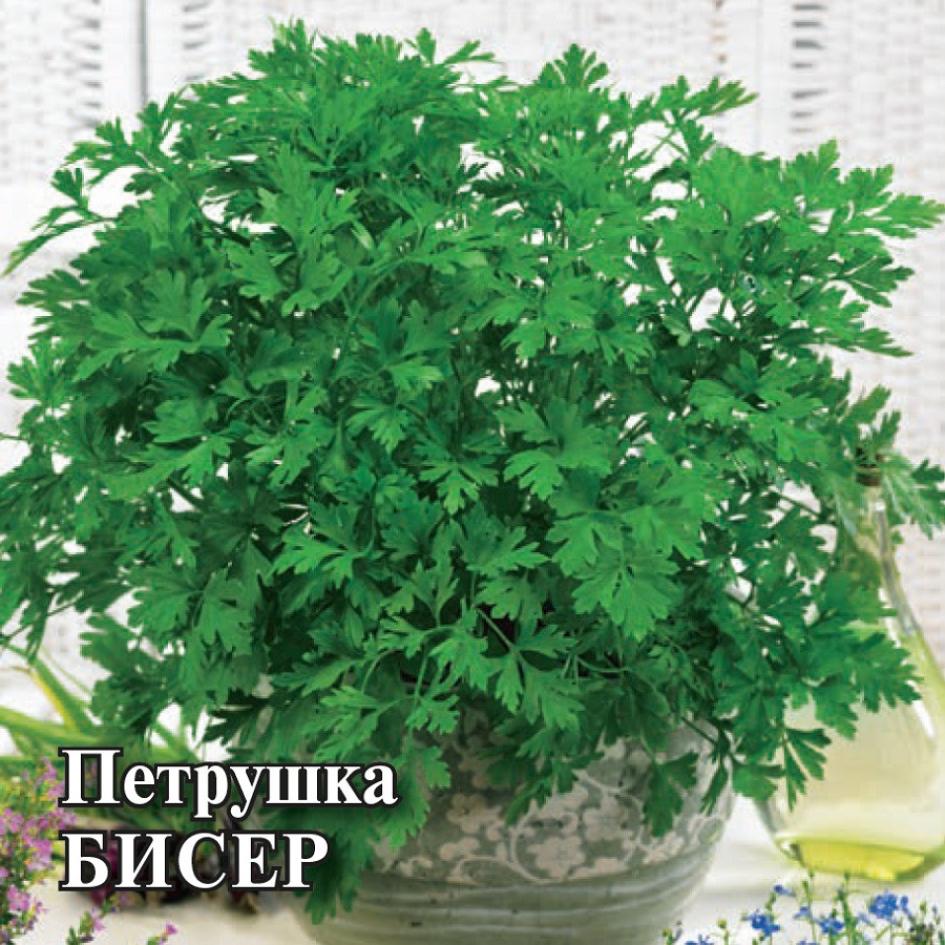 Петрушка Бисер