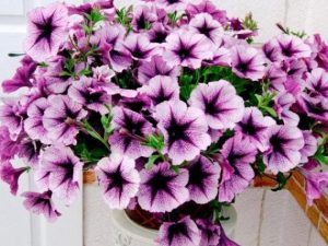 Петуния Эклиптика Стардаст