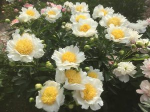 Пионы Японская луна (Мун оф Ниппон)