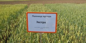 Пшеница Экстра