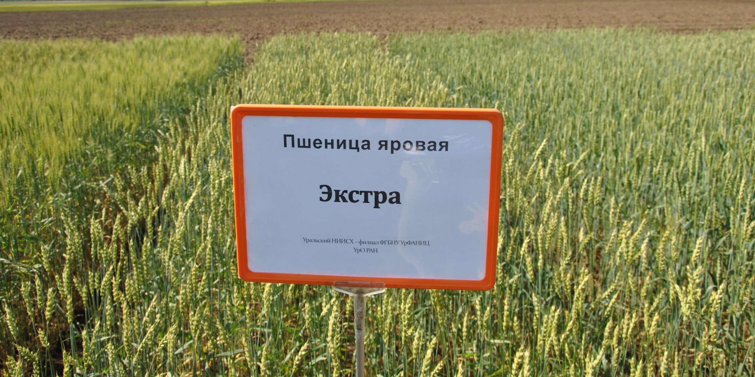 Пшеница Экстра