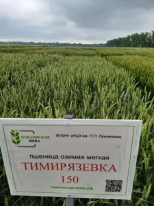 Пшеница Тимирязевка 150