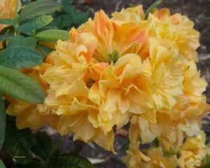 Рододендрон (Азалия) Чардаш