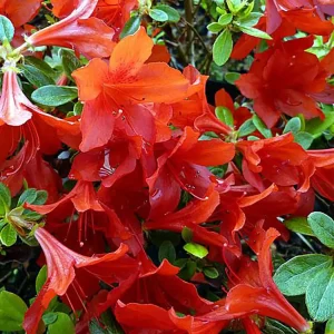 Рододендрон (Азалия) Эдди Вери