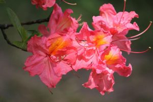 Рододендрон (Азалия) Juanita