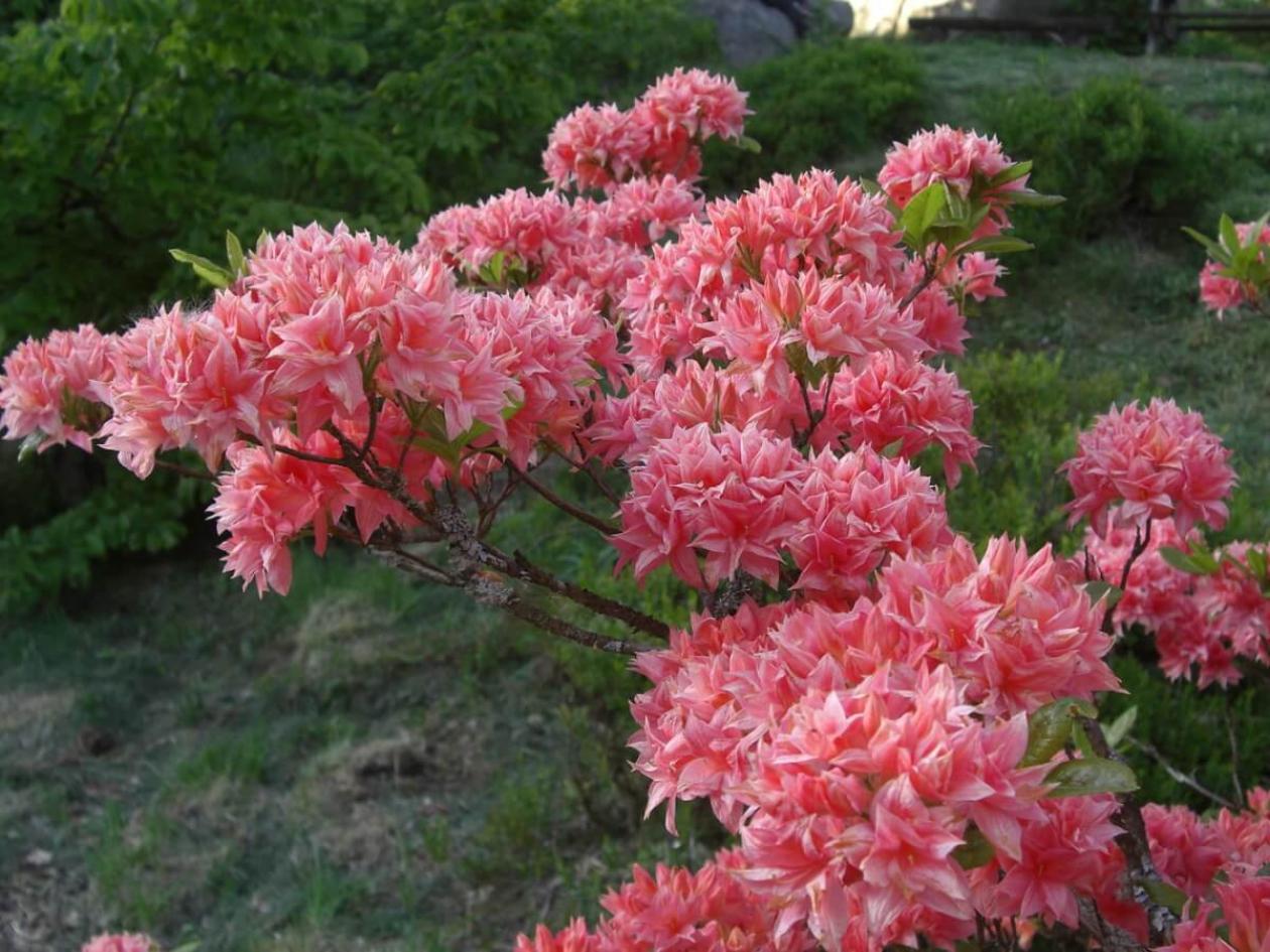 Рододендрон (Азалия) Хоумбуш