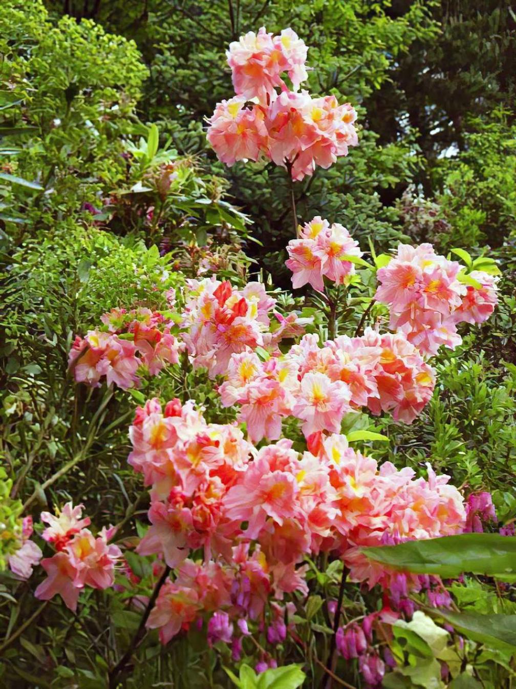 Рододендрон (Азалия) Шанель