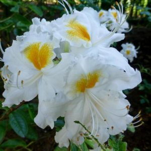 Рододендрон (Азалия) Шнееголд