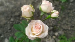 Роза Яна