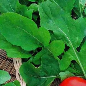 Рукола (индау) Диковина