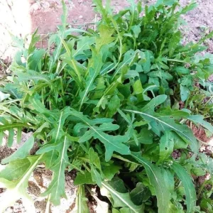 Рукола (индау) Корсика