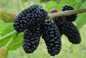 Шелковица Королевская черная