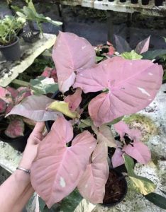 Сингониум Розовая Икра (Pink Caviar)