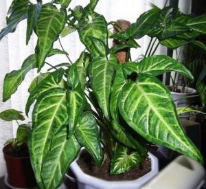 Сингониум ушковатый (Syngonium auritum)