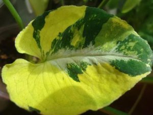 Сингониум Яичница (Wendlandii Scrambled Eggs)