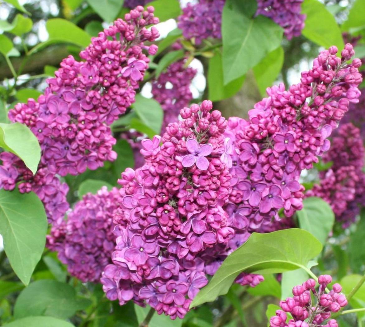 Сирень