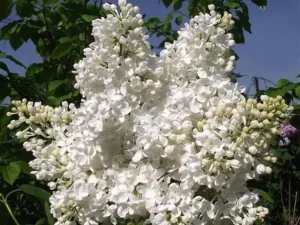 Сирень Татьяна Полякова
