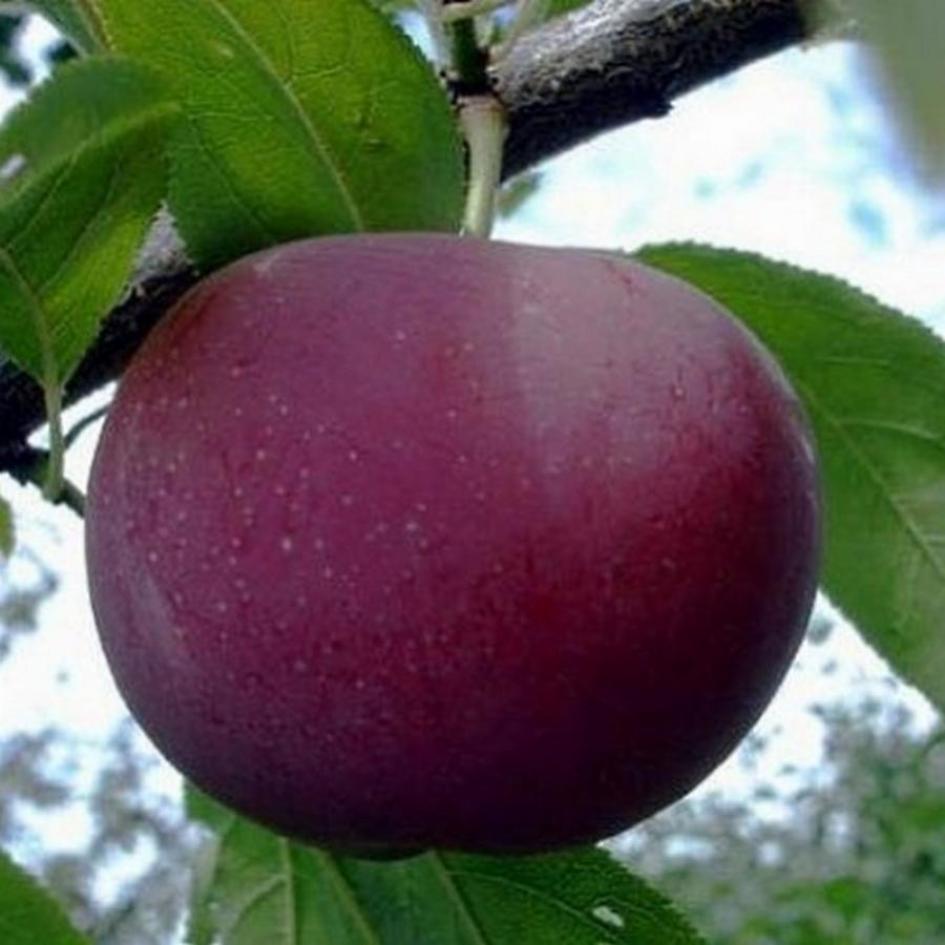 Слива Ханум