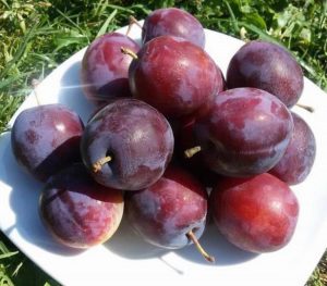 Слива Шаровая