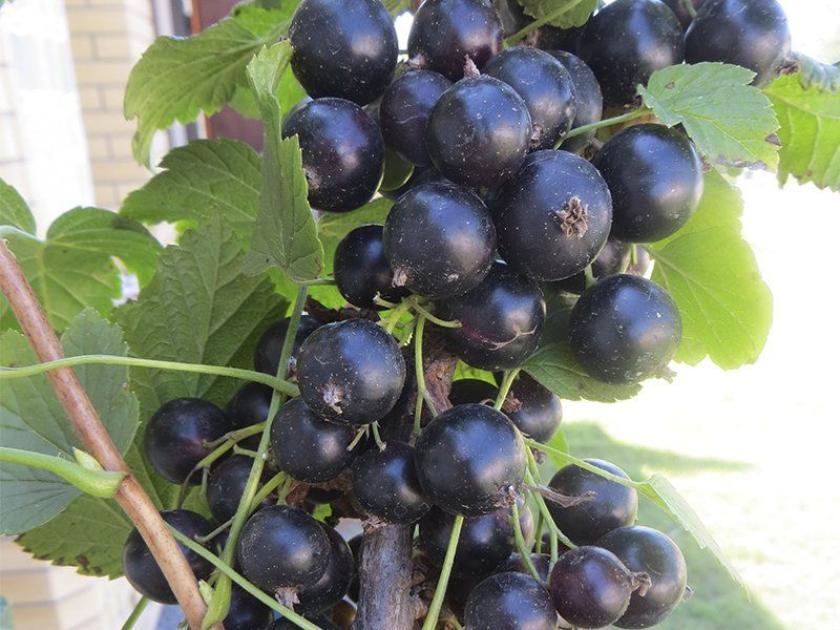 Смородина Черешневая