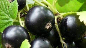 Смородина Черная Вуаль
