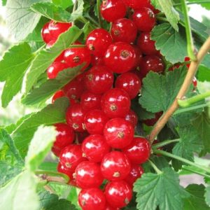 Смородина Чулковская