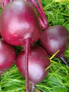 Свекла Уральский рафинад